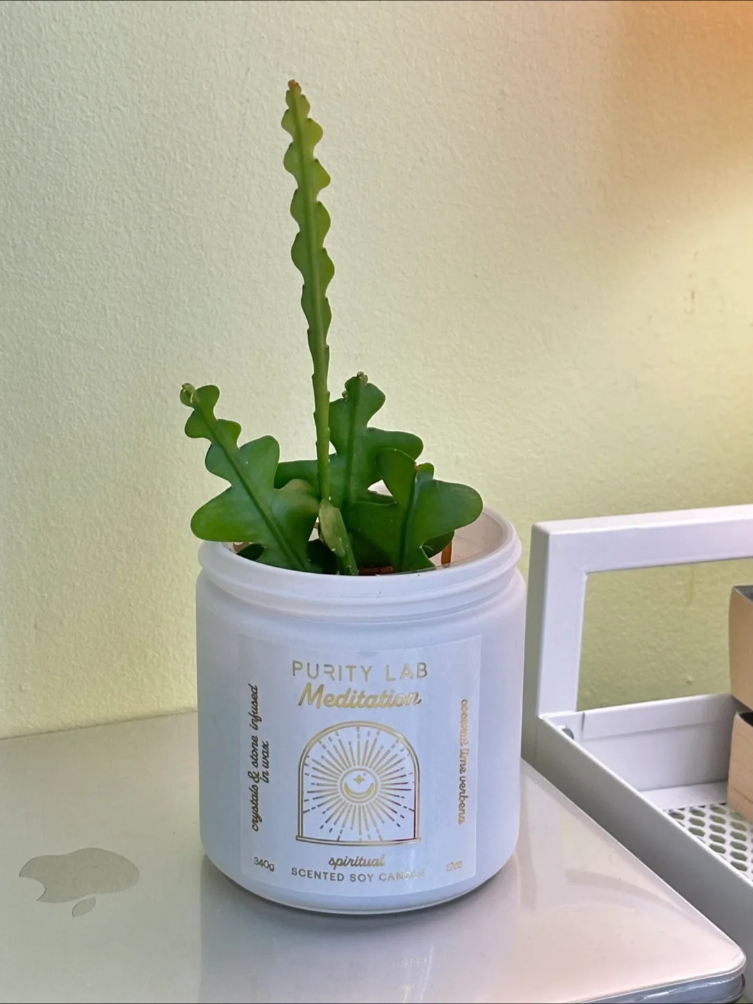 Zigzag Cactus (Fishbone Cactus | Epiphyllum Anguliger) Plant 🌵 thumbnail