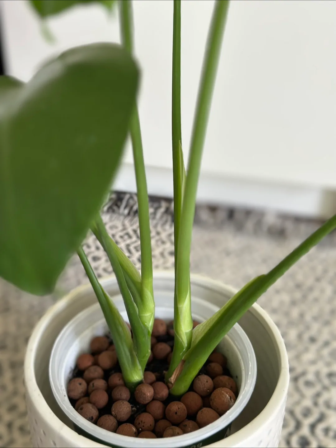 Monstera Plant image indicator(3)