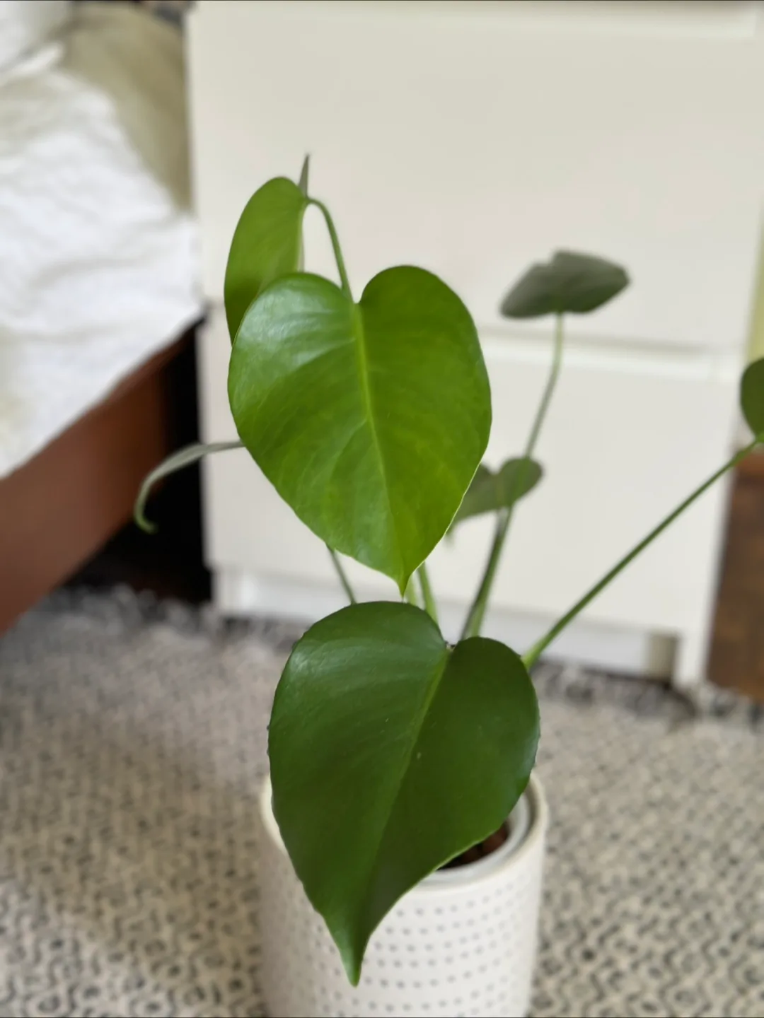 Monstera Plant image indicator(5)