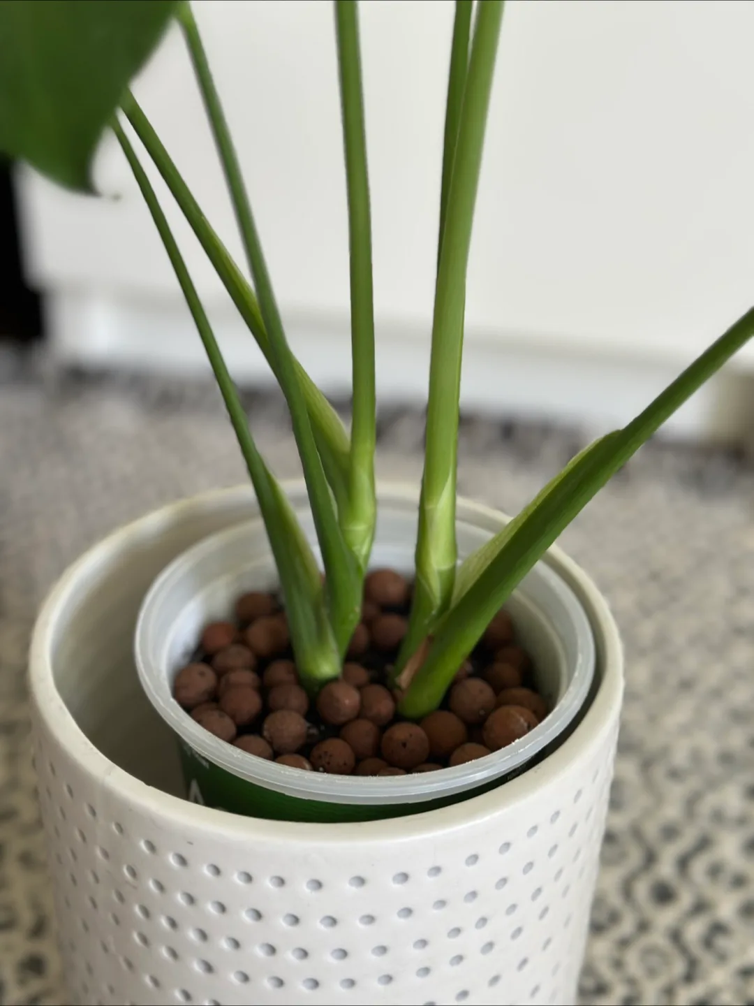 Monstera Plant image indicator(4)