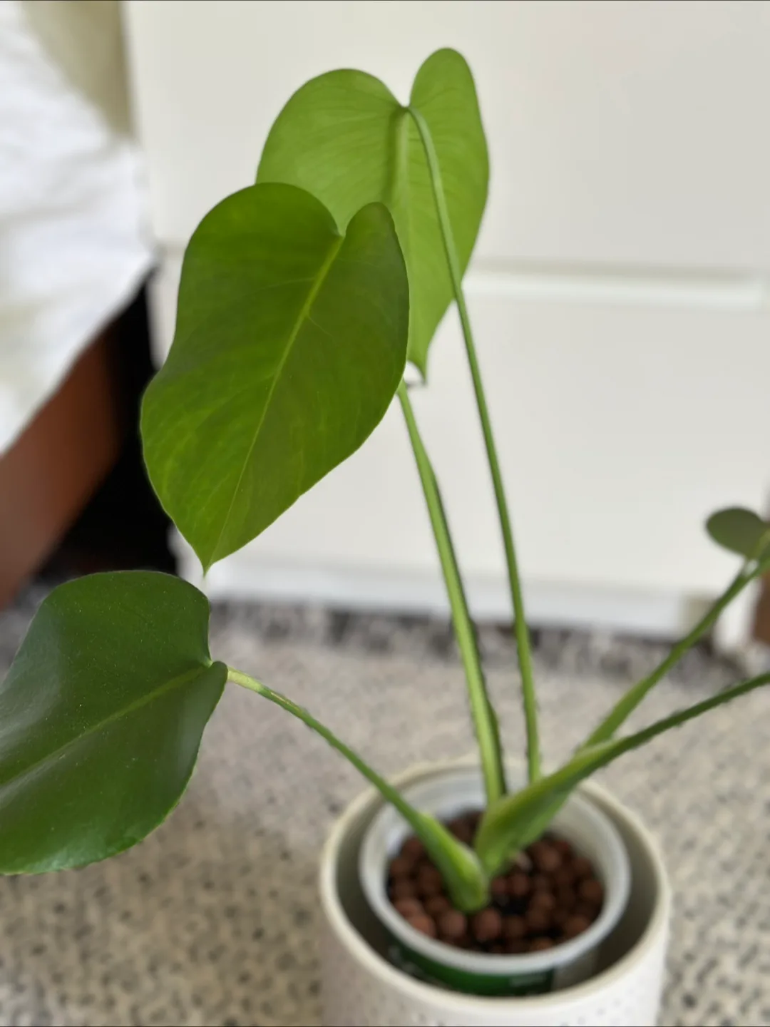 Monstera Plant image indicator(2)