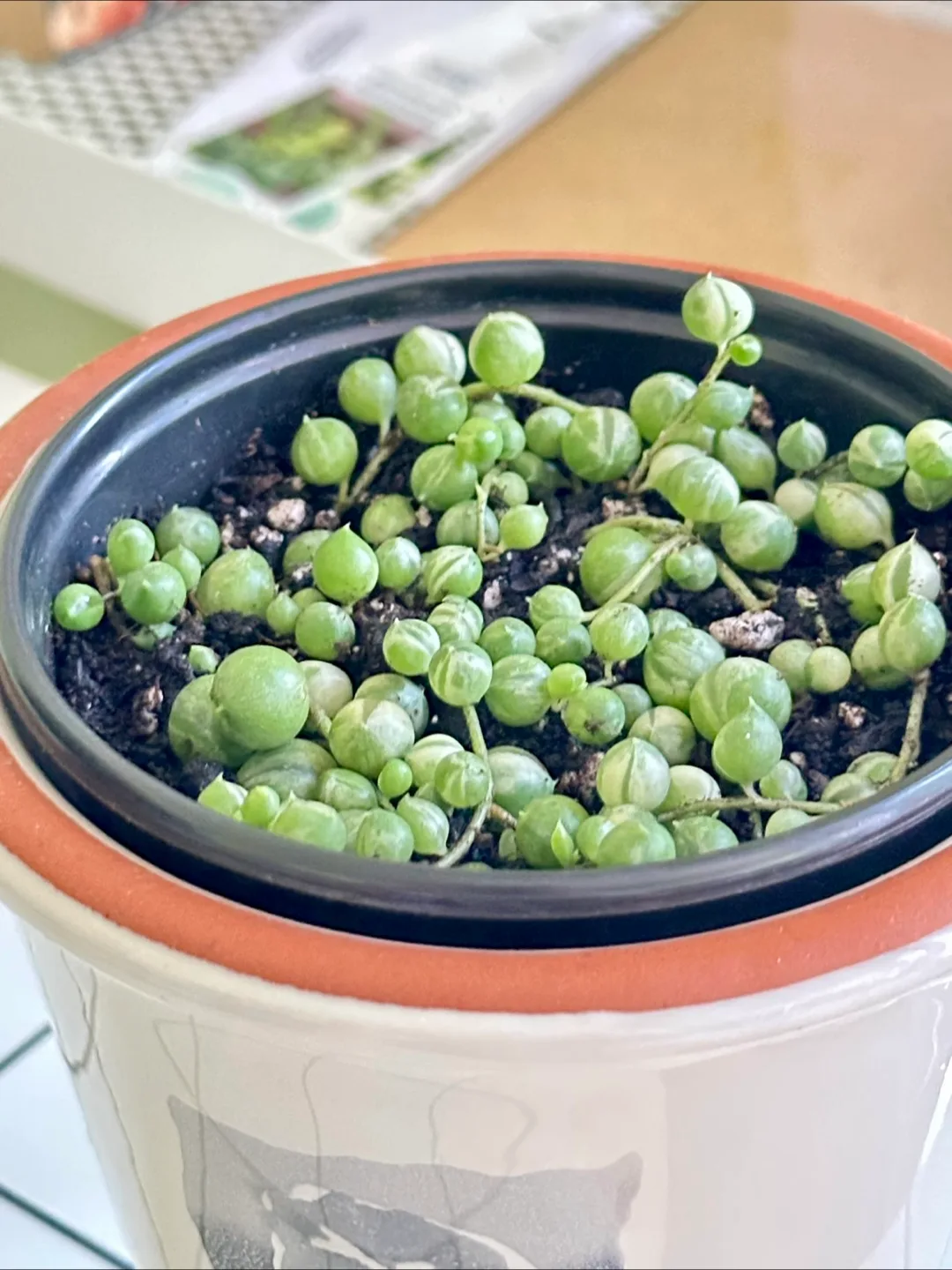 Variegated String of Pearls (Senecio Marble) Plant 🌱