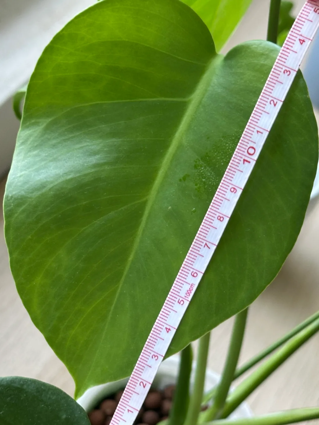 Monstera Plant image indicator(6)