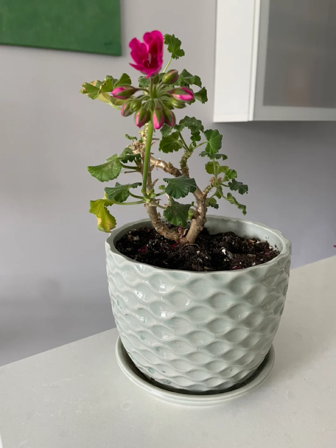 Free Small geranium thumbnail
