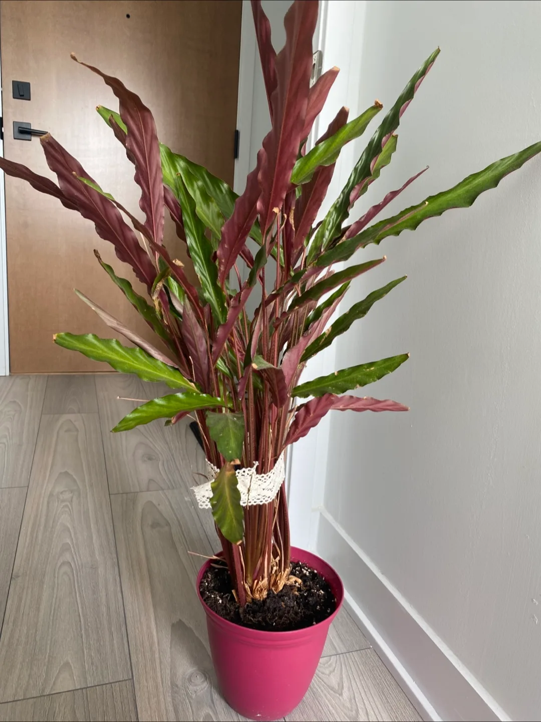 Calathea Rufibarba Plant thumbnail