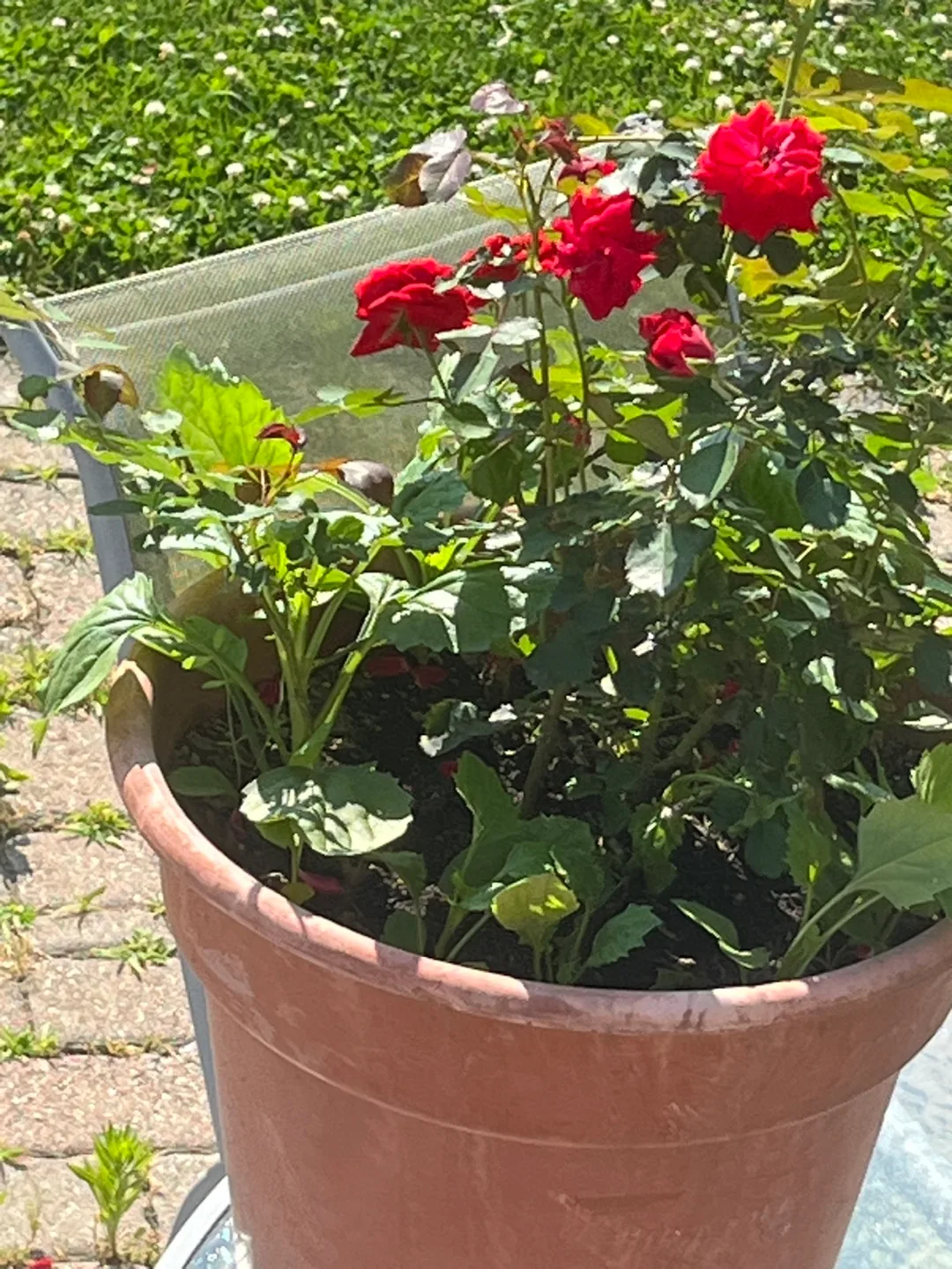 Potted Rose Plants with Purple Asters thumbnail
