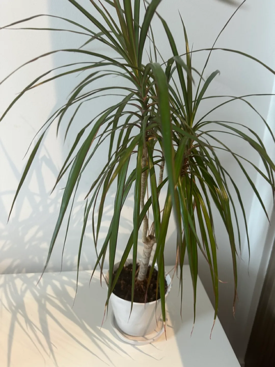 Dracaena Marginata Plant thumbnail