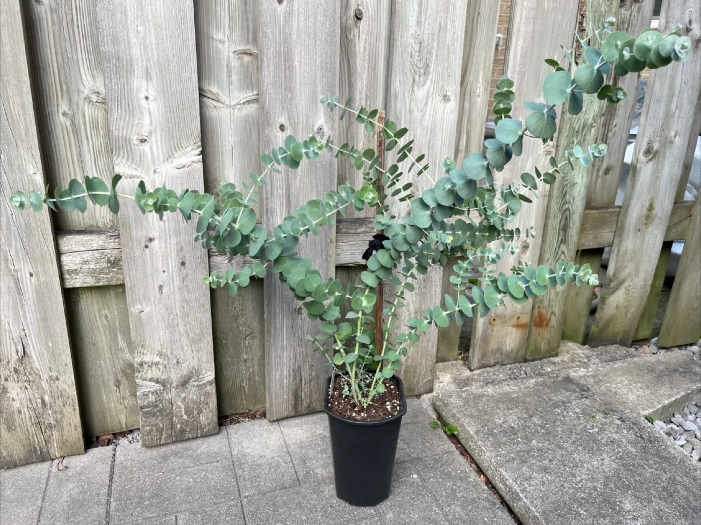 Large healthy Eucalyptus Plant thumbnail
