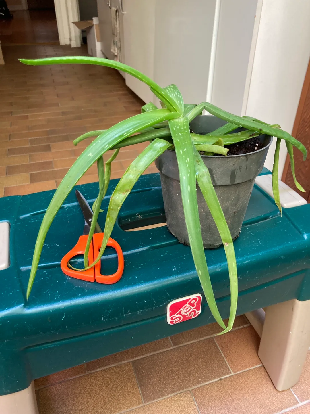 Aloe Vera plant thumbnail