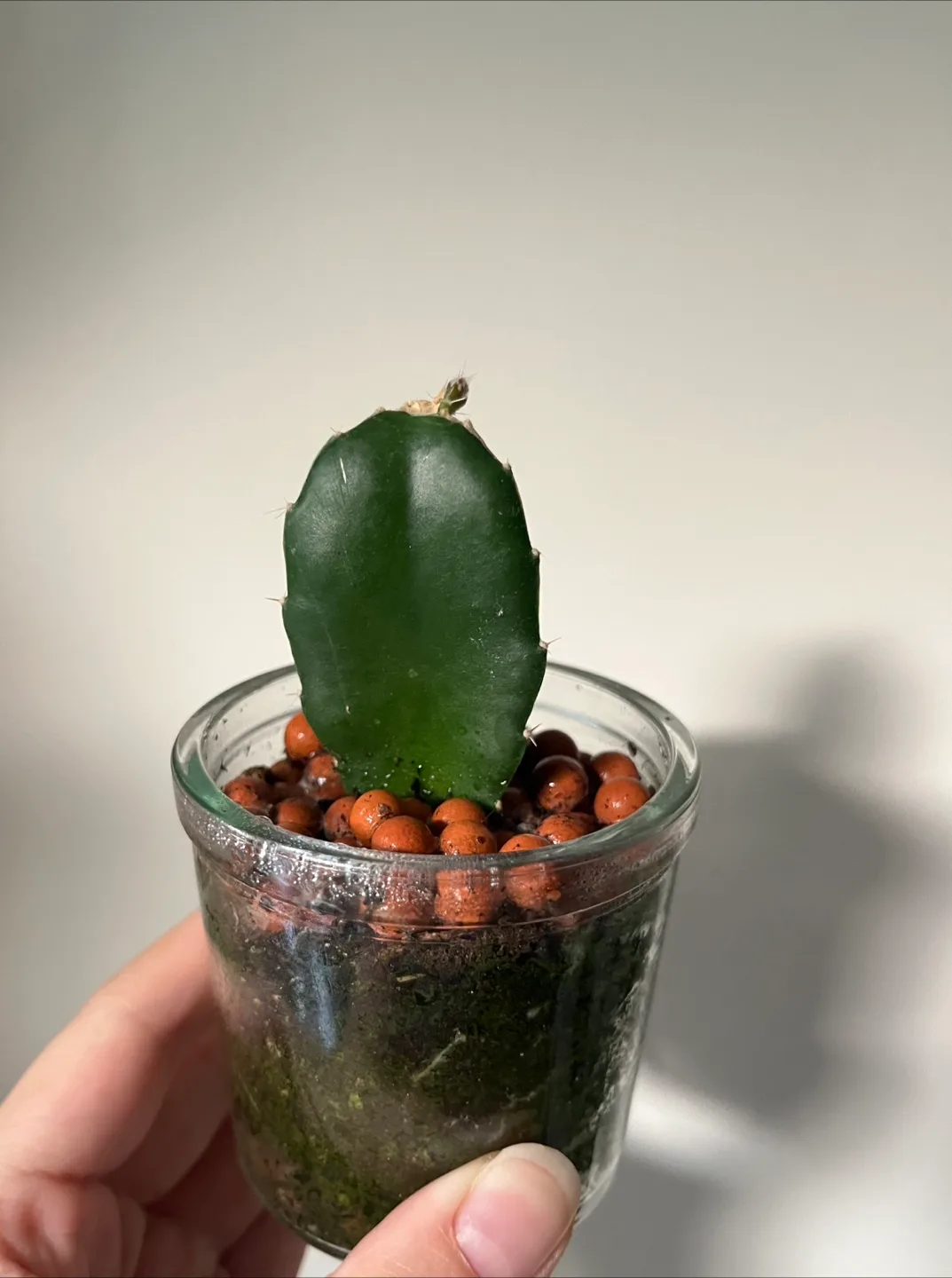Cactus in Glass Jar thumbnail