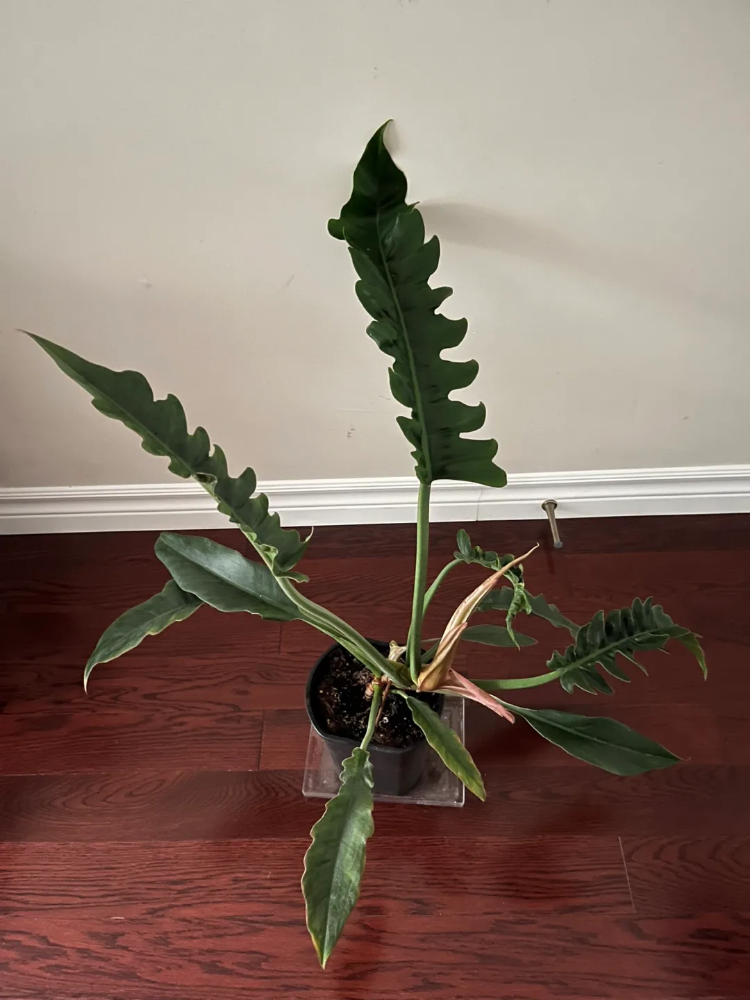 Philodendron Narrows thumbnail