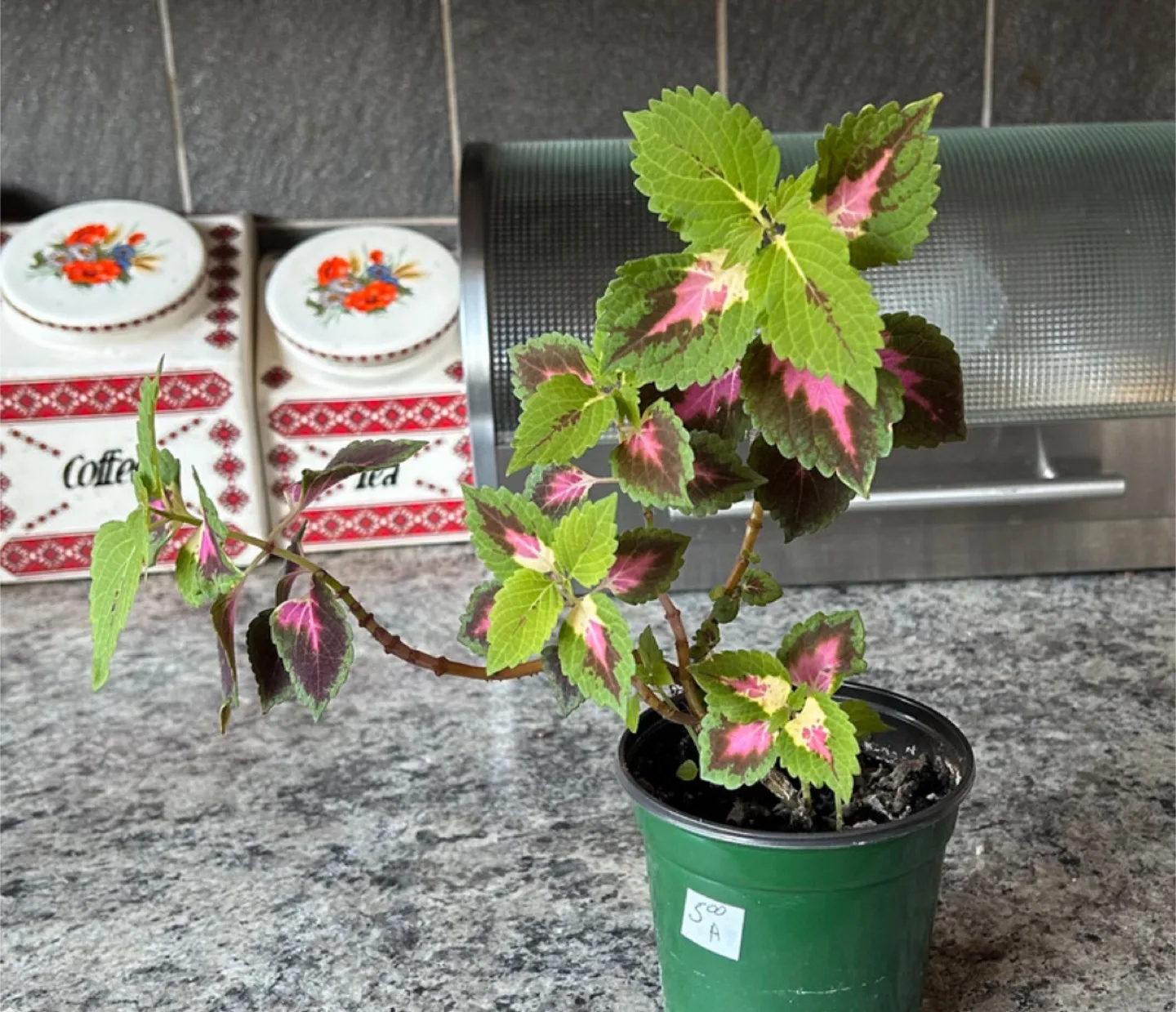 Coleus Plant - Green and Pink Foliage thumbnail