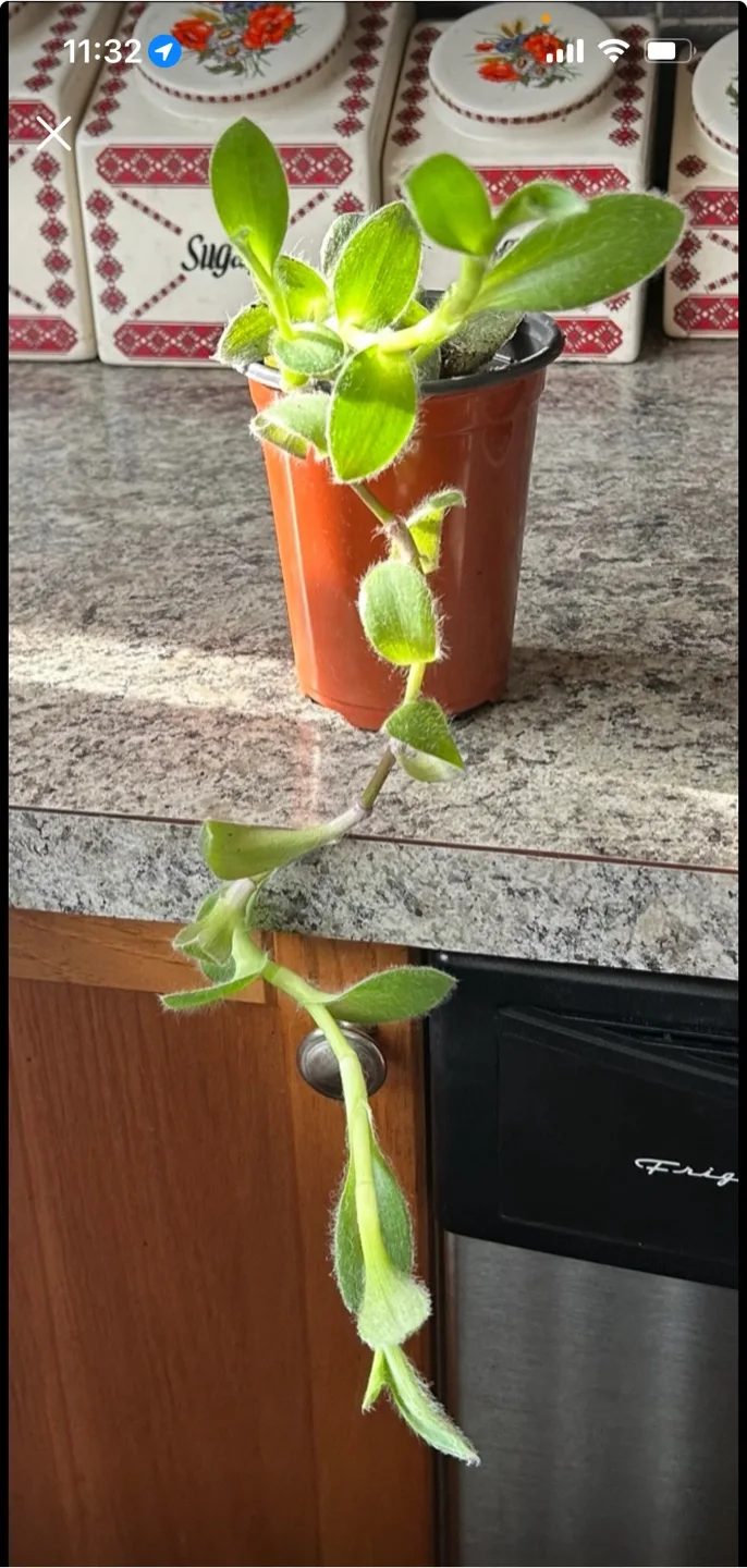 Potted Tradescantia Plant thumbnail