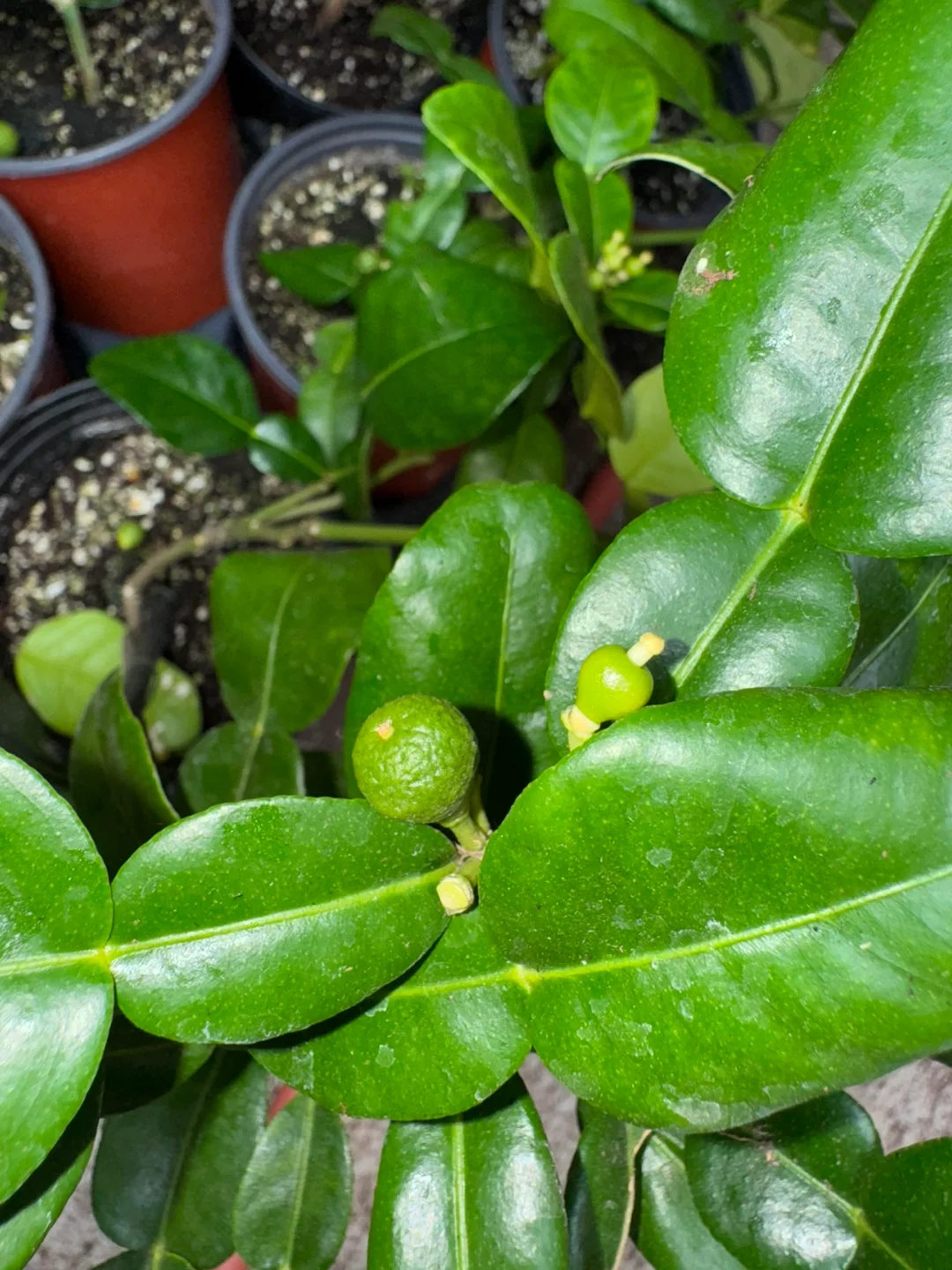 Kaffir Lime Plant with fruit (rare) thumbnail