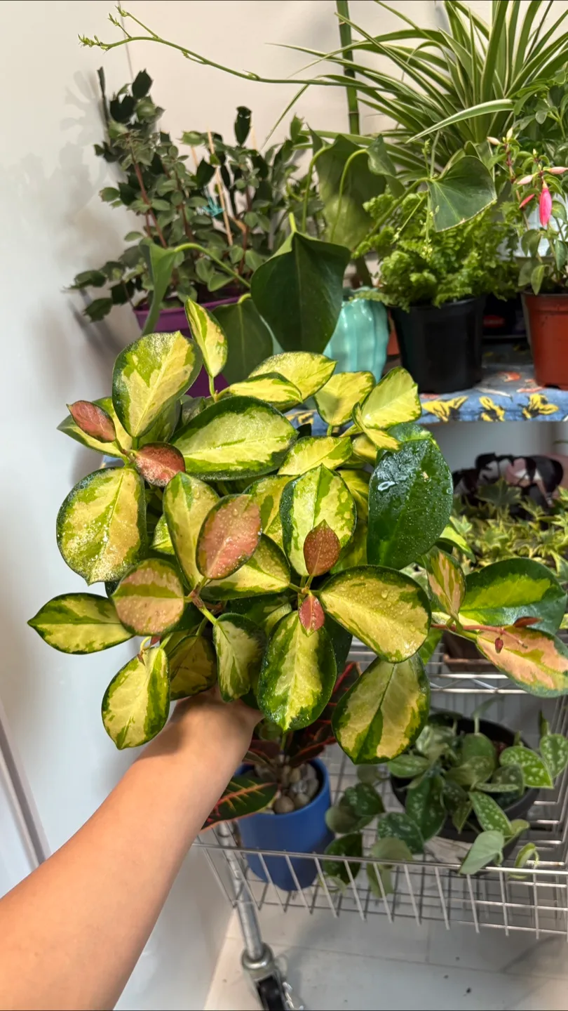 🌿✨ STUNNING Variegated Hoya – Easy Indoor Plant! 🪴 thumbnail