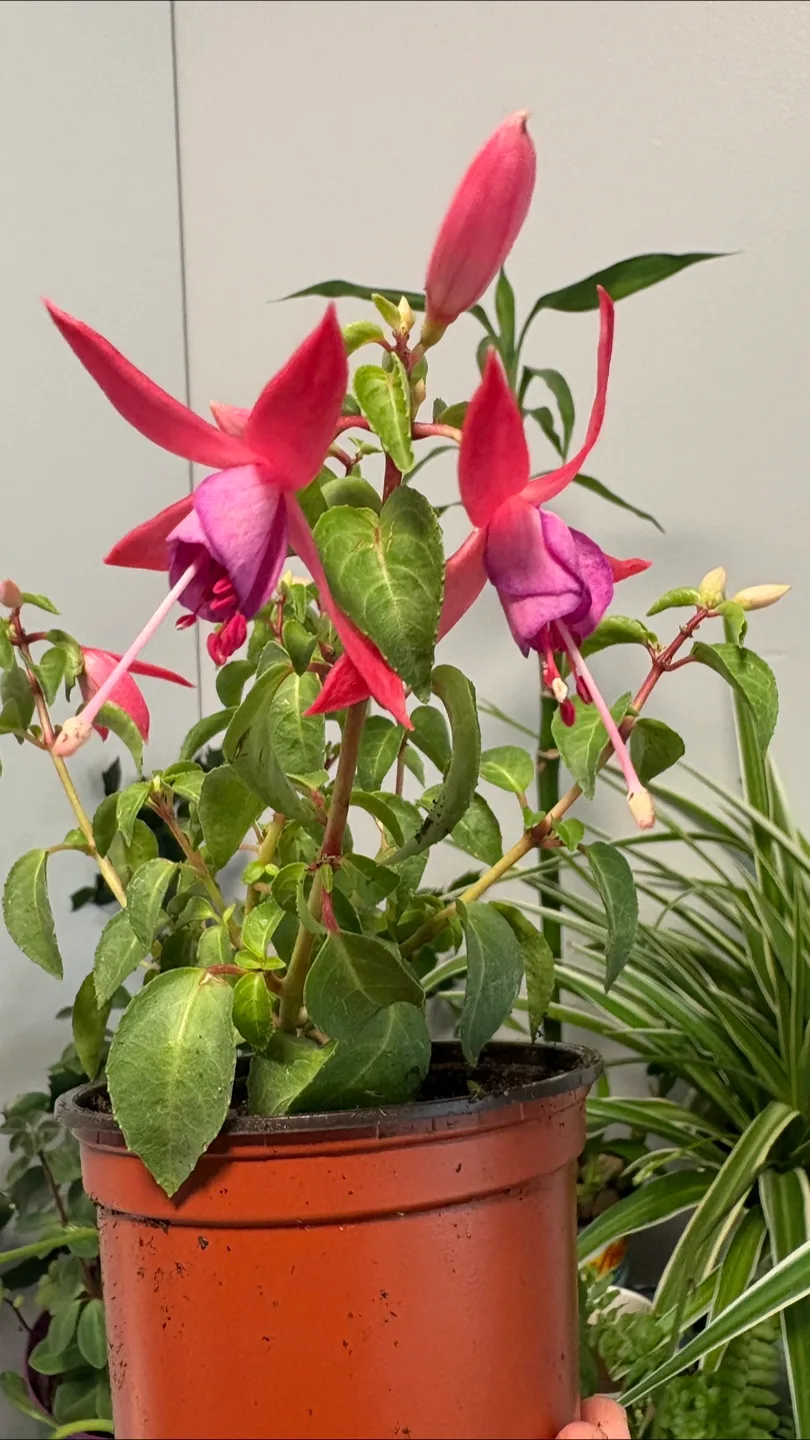 🌸💖 Fuchsia Plant in Pot – Vibrant Blooms! thumbnail