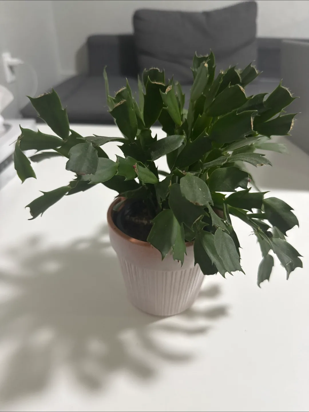 Potted Christmas Cactus thumbnail