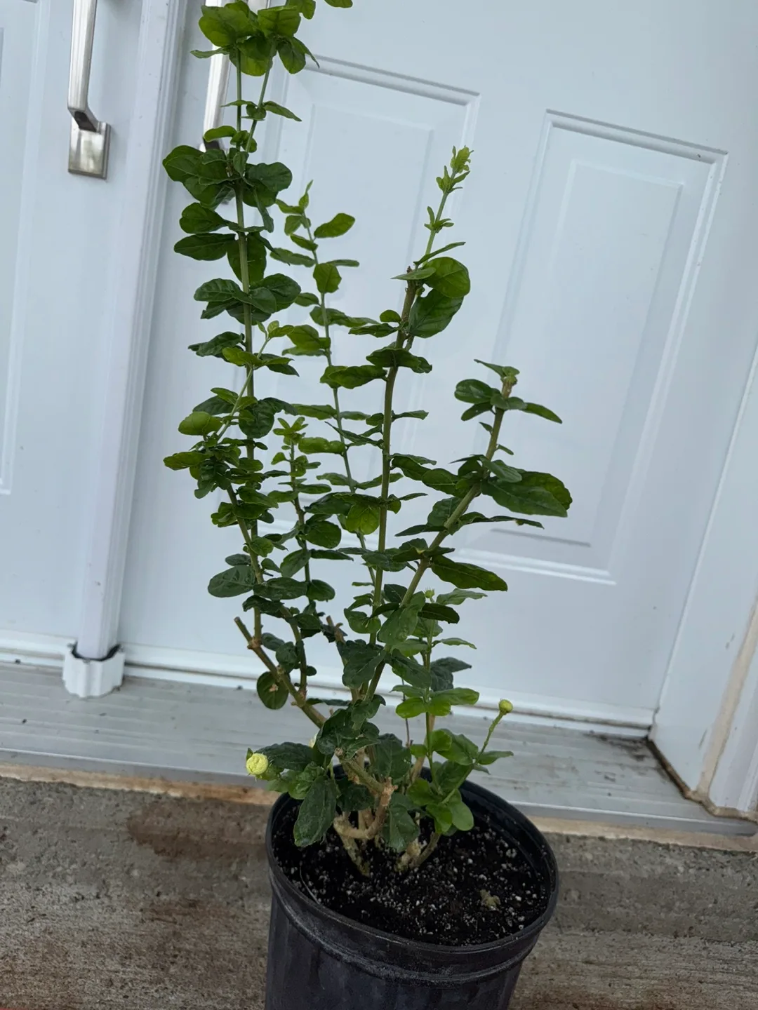 Jasmine Duke of Tuscany (gundumalli) plant with flower thumbnail