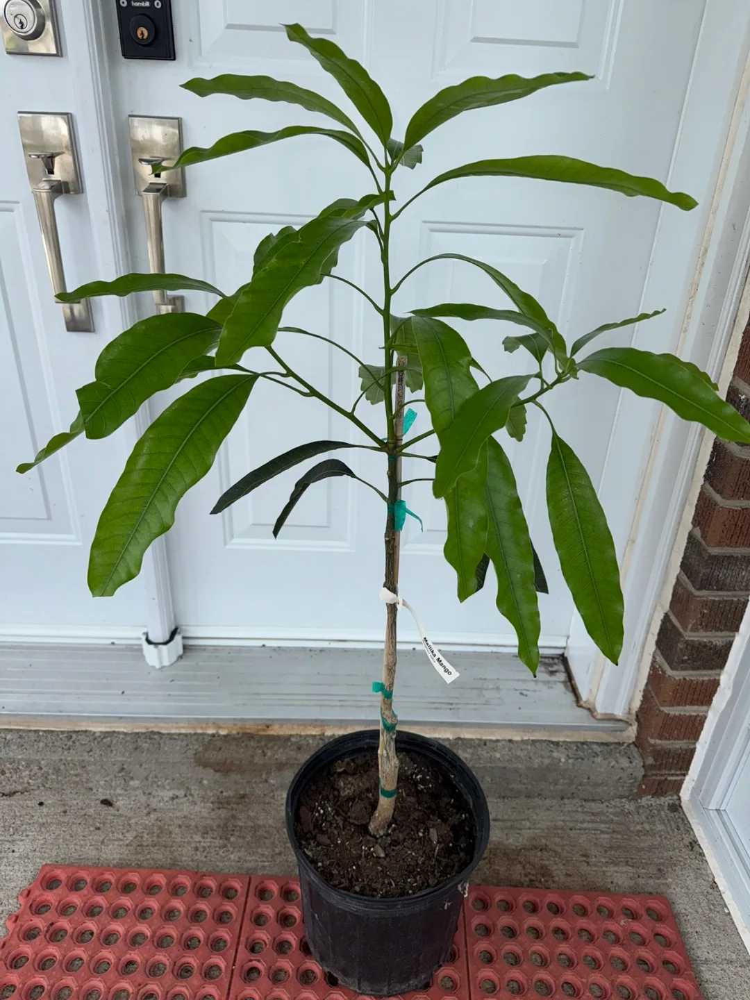 Mango Tree (rare) thumbnail