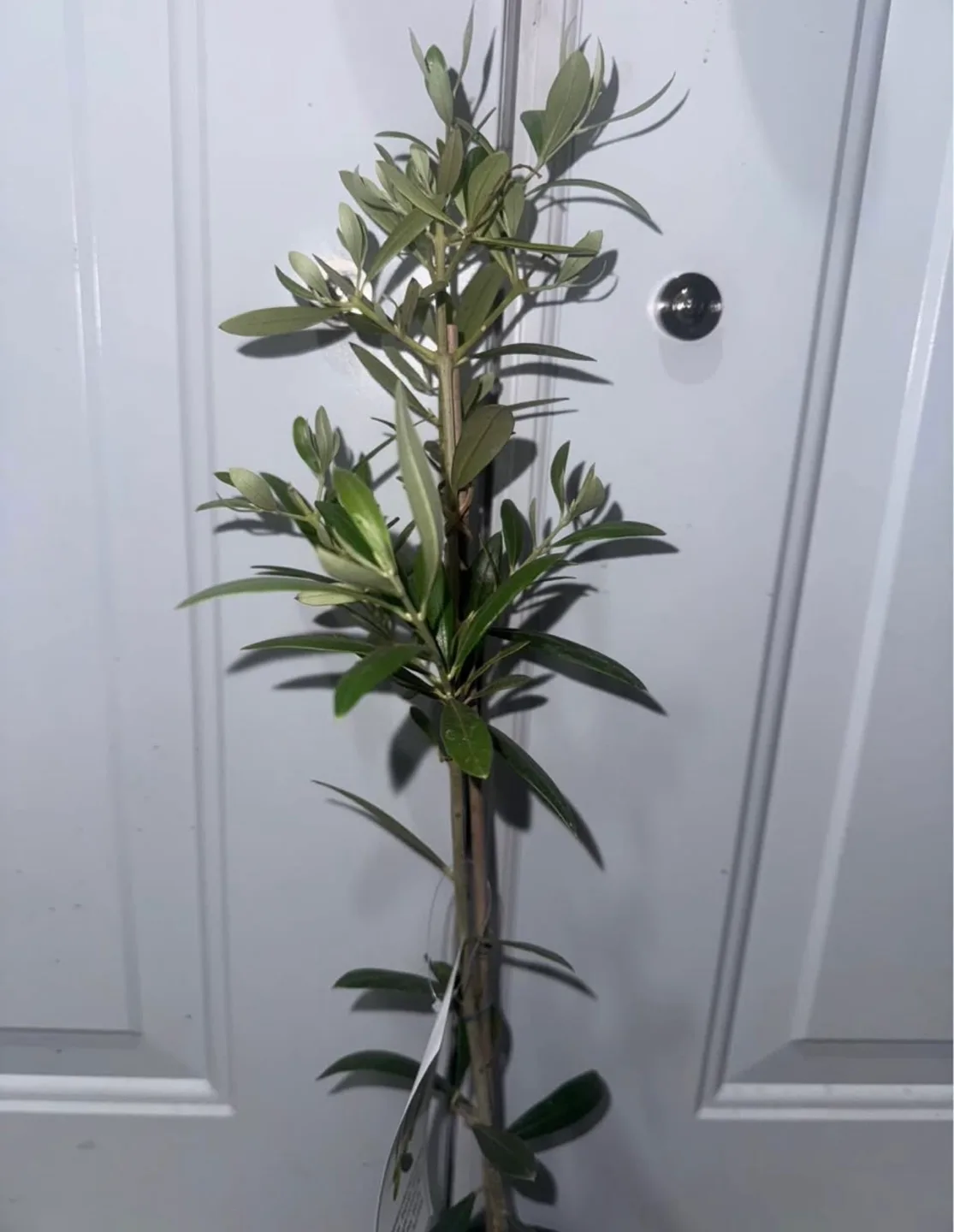 Olive Plant thumbnail