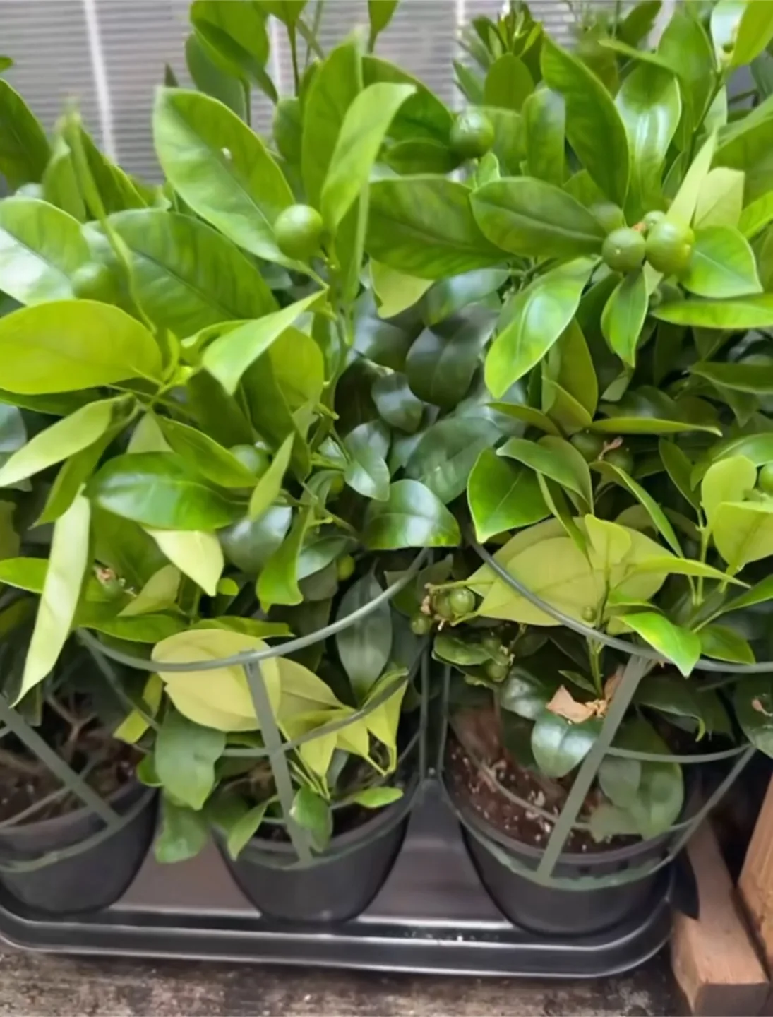 Calamondin (calamansi) Plant thumbnail