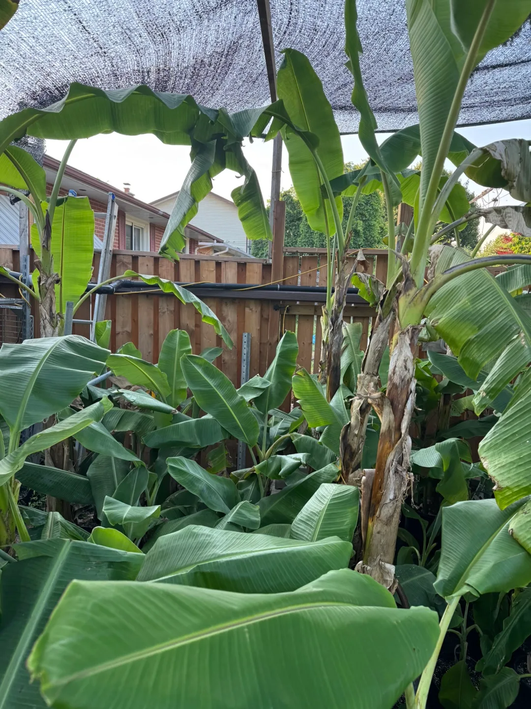 7ft banana tree thumbnail