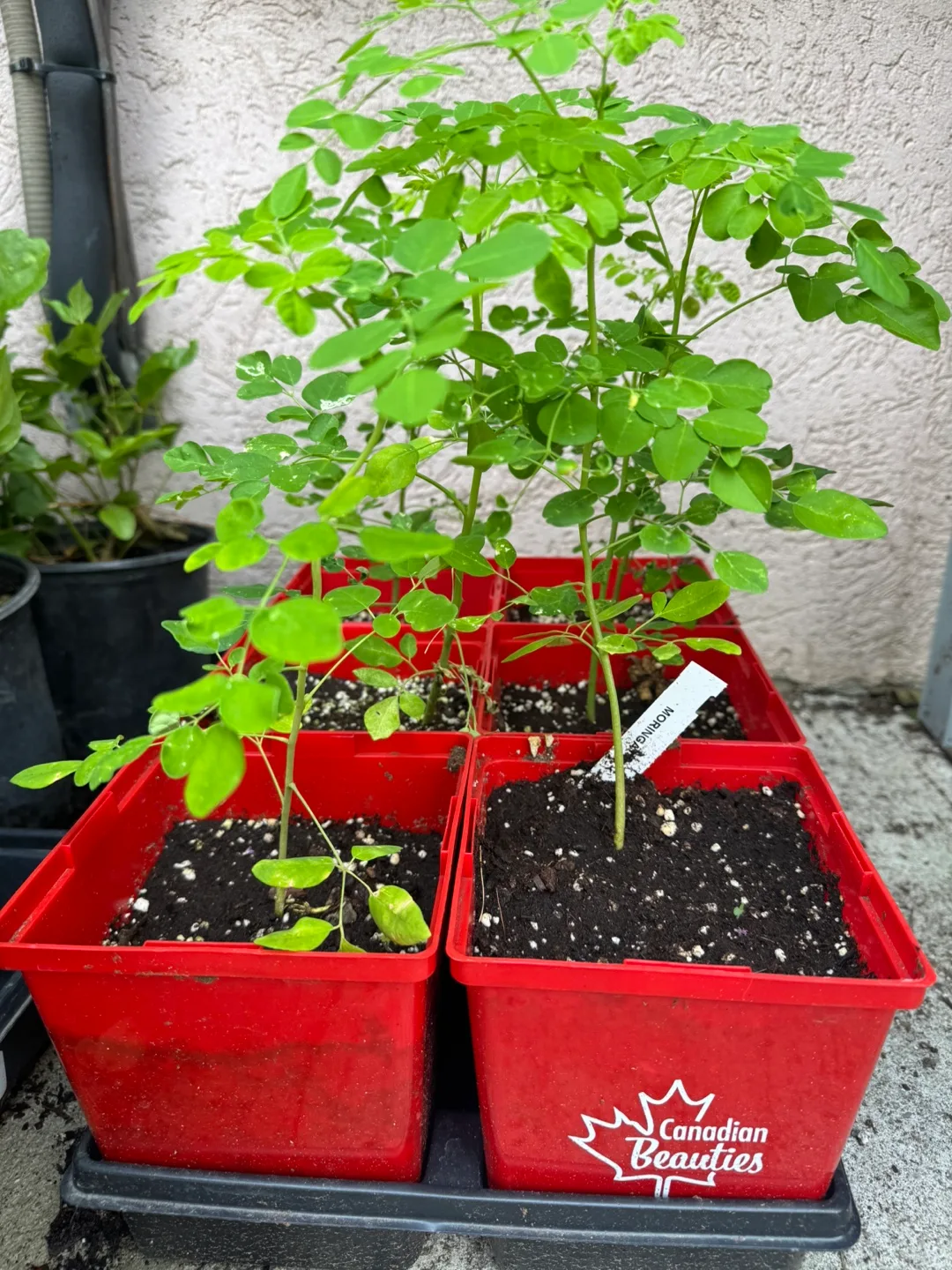 Moringa Plant thumbnail