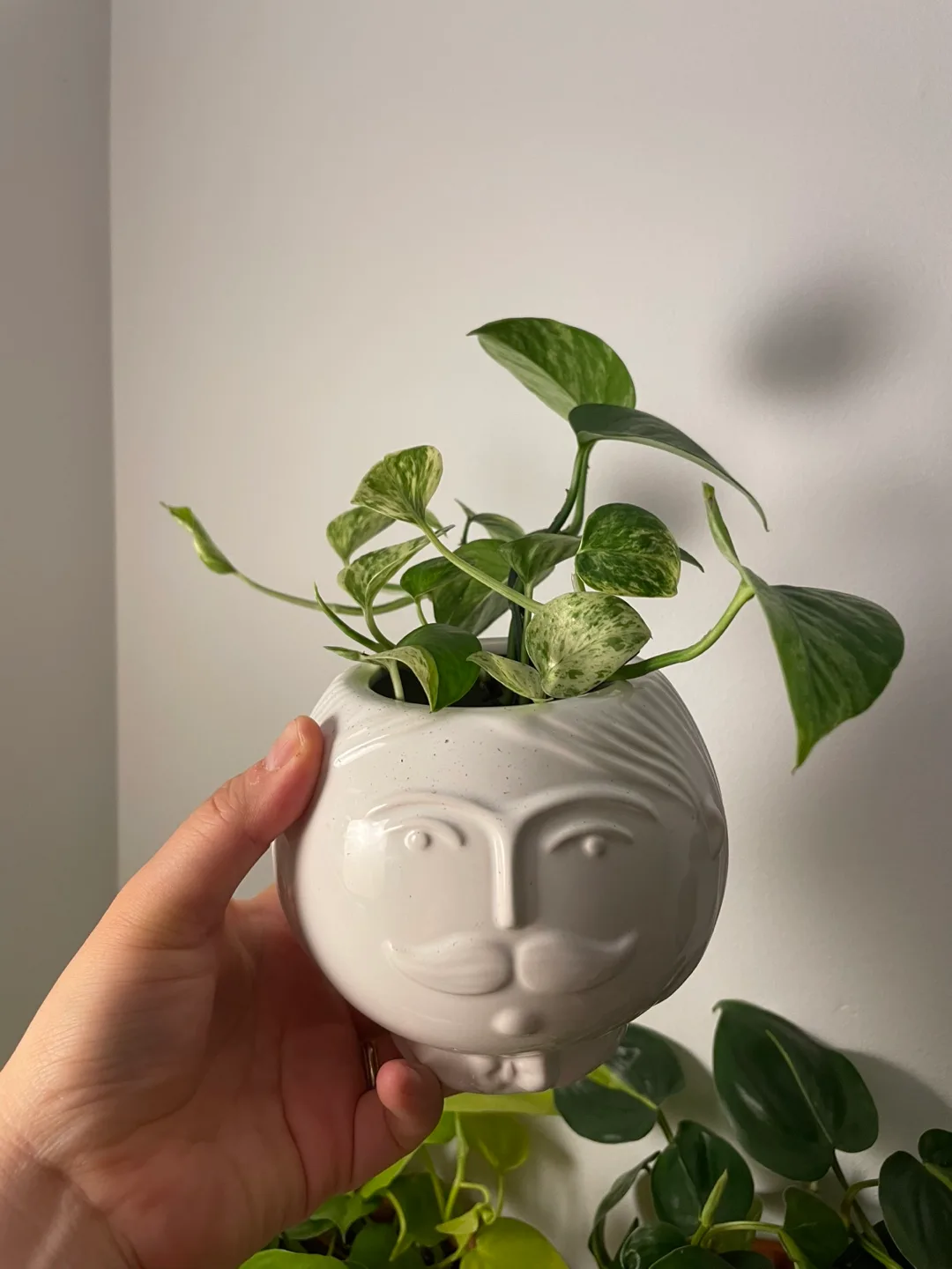 Marble Queen Pothos – Hydroponic in Face Planter 🪴 thumbnail