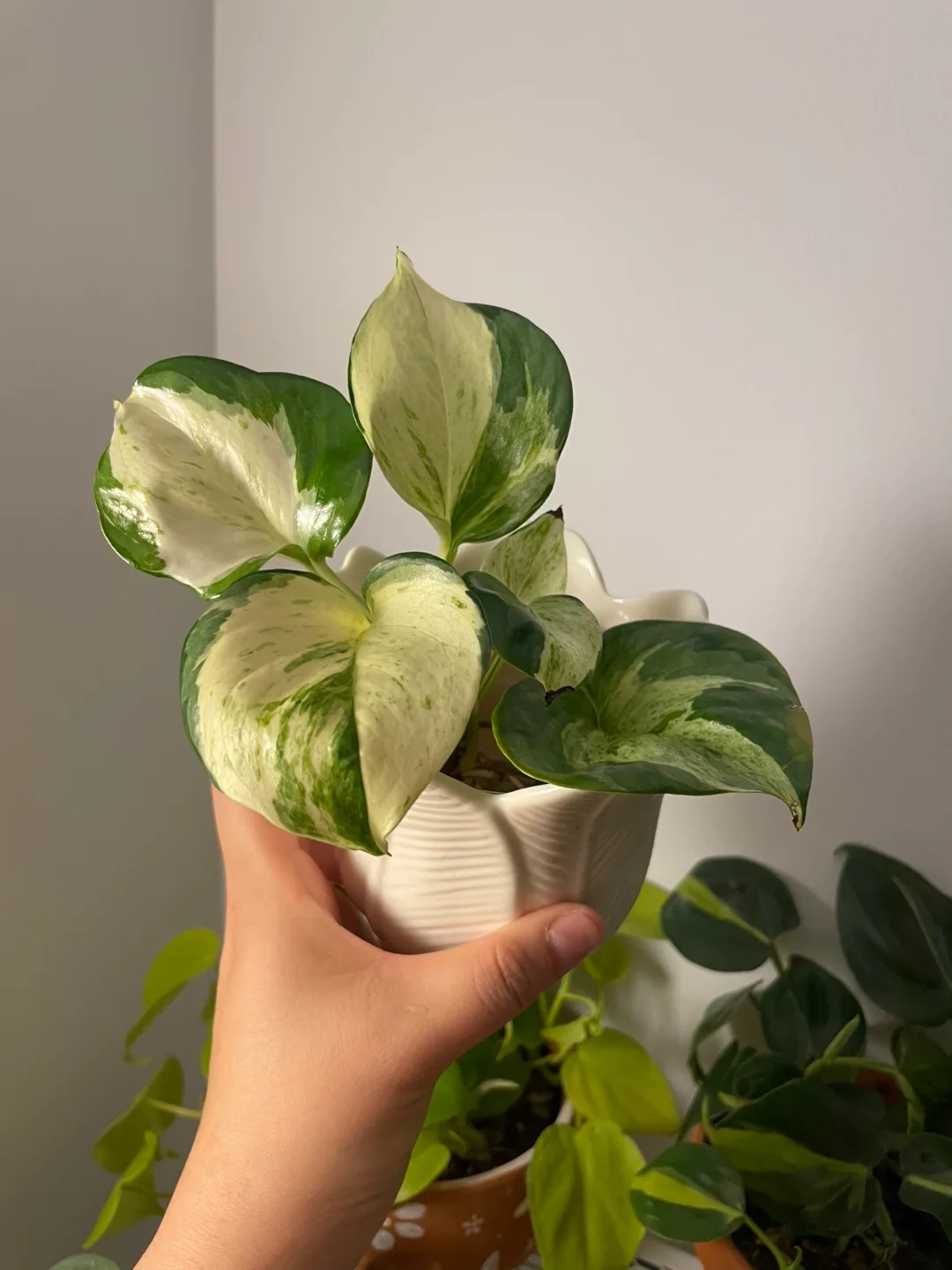 Manjula Pothos – Rare Variegated Pothos in Decorative Pot 🌿 thumbnail