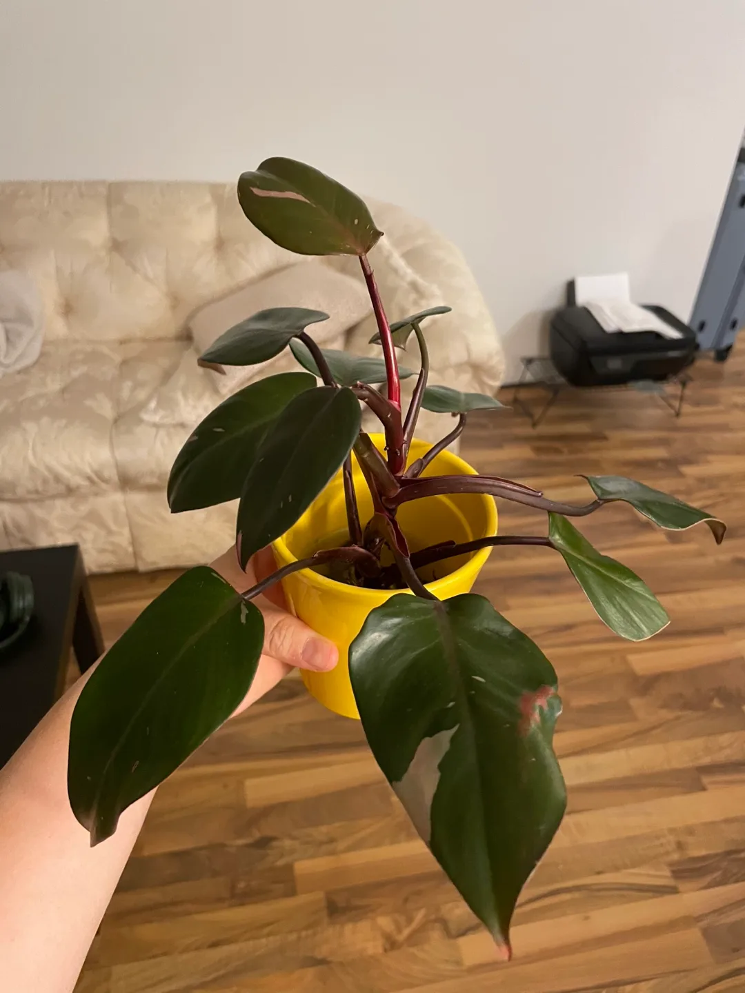 Pink Princess Philodendron – Stunning Variegation 💕 thumbnail