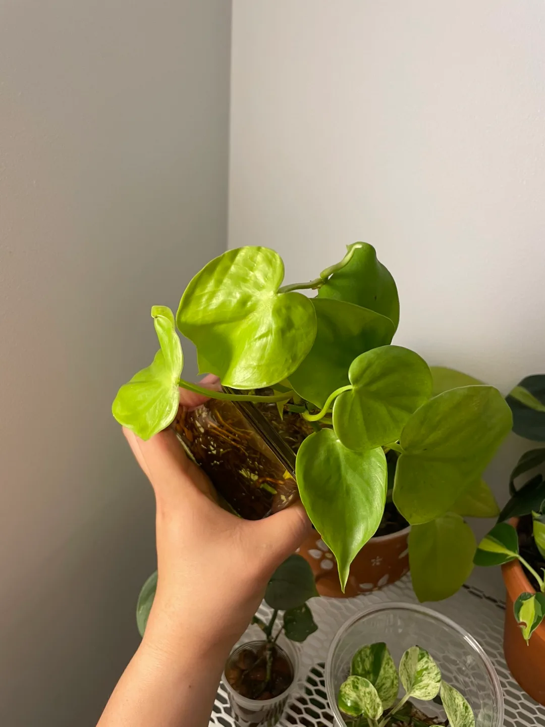 Philodendron Lemon Lime – Hydroponic in Glass Vase 🌿 thumbnail