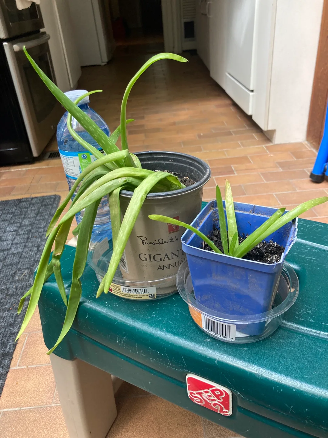 Aloe Vera Plants thumbnail