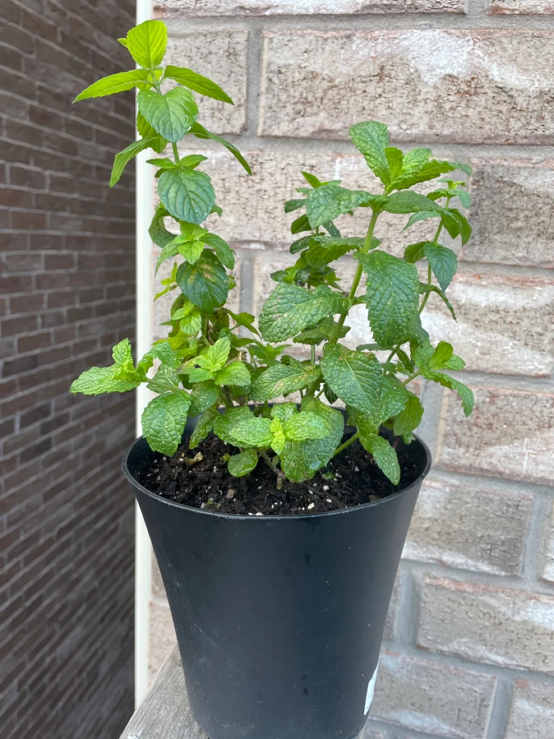 Mint Plant in Black Pot thumbnail