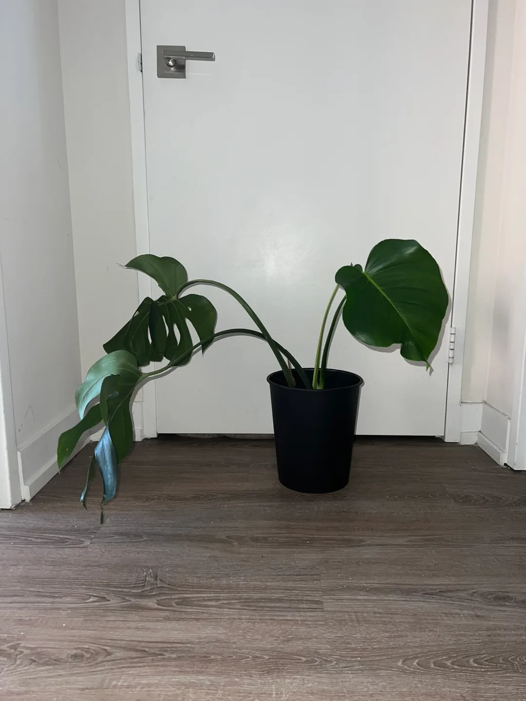 Monstera Plant in Black Pot thumbnail