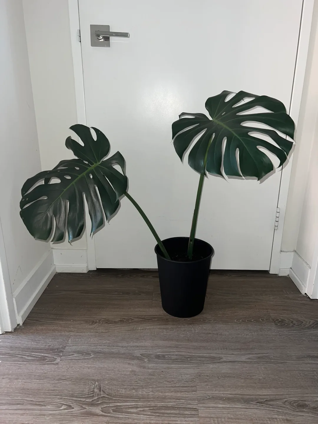 Monstera Plant thumbnail
