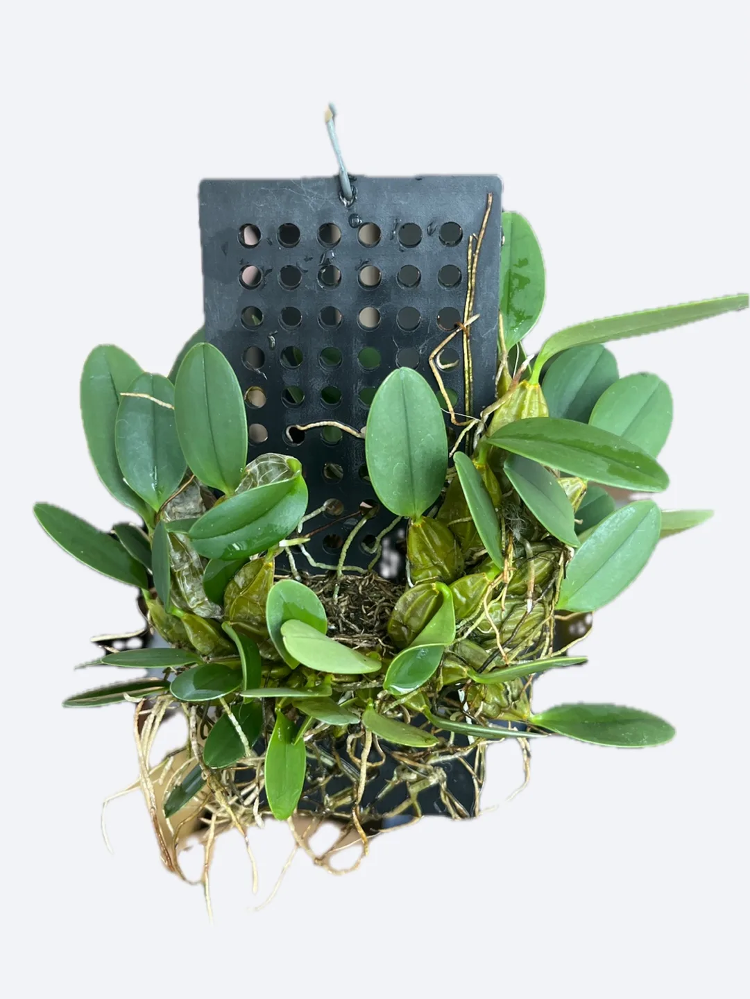 Lush Dendrobium Jenkensii thumbnail