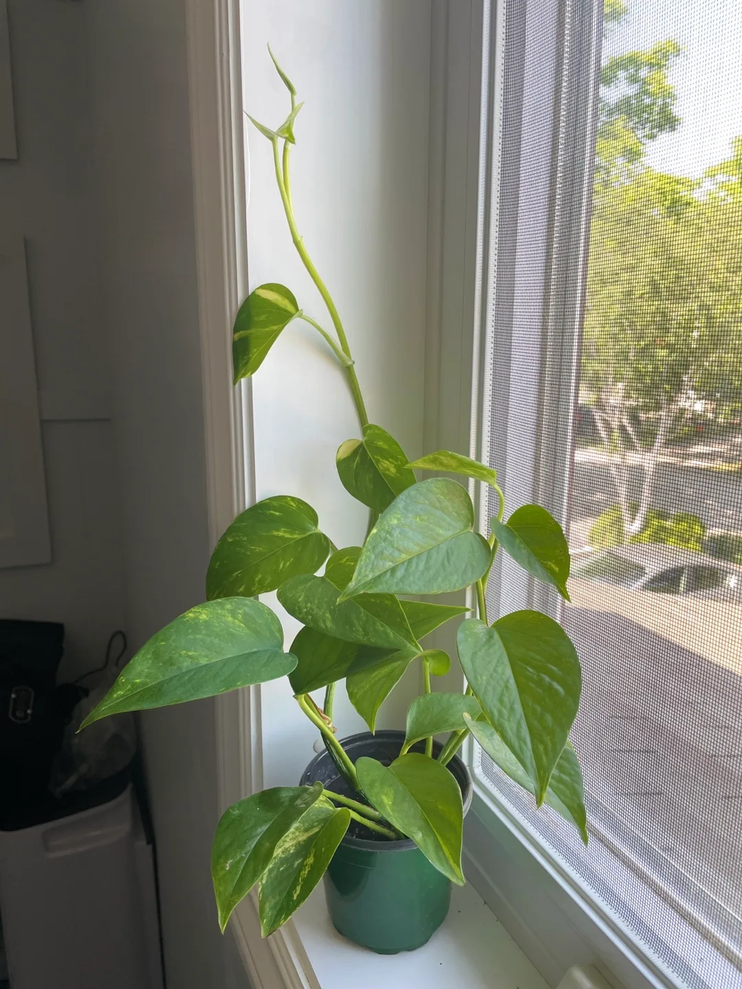 Golden pothos Plant thumbnail