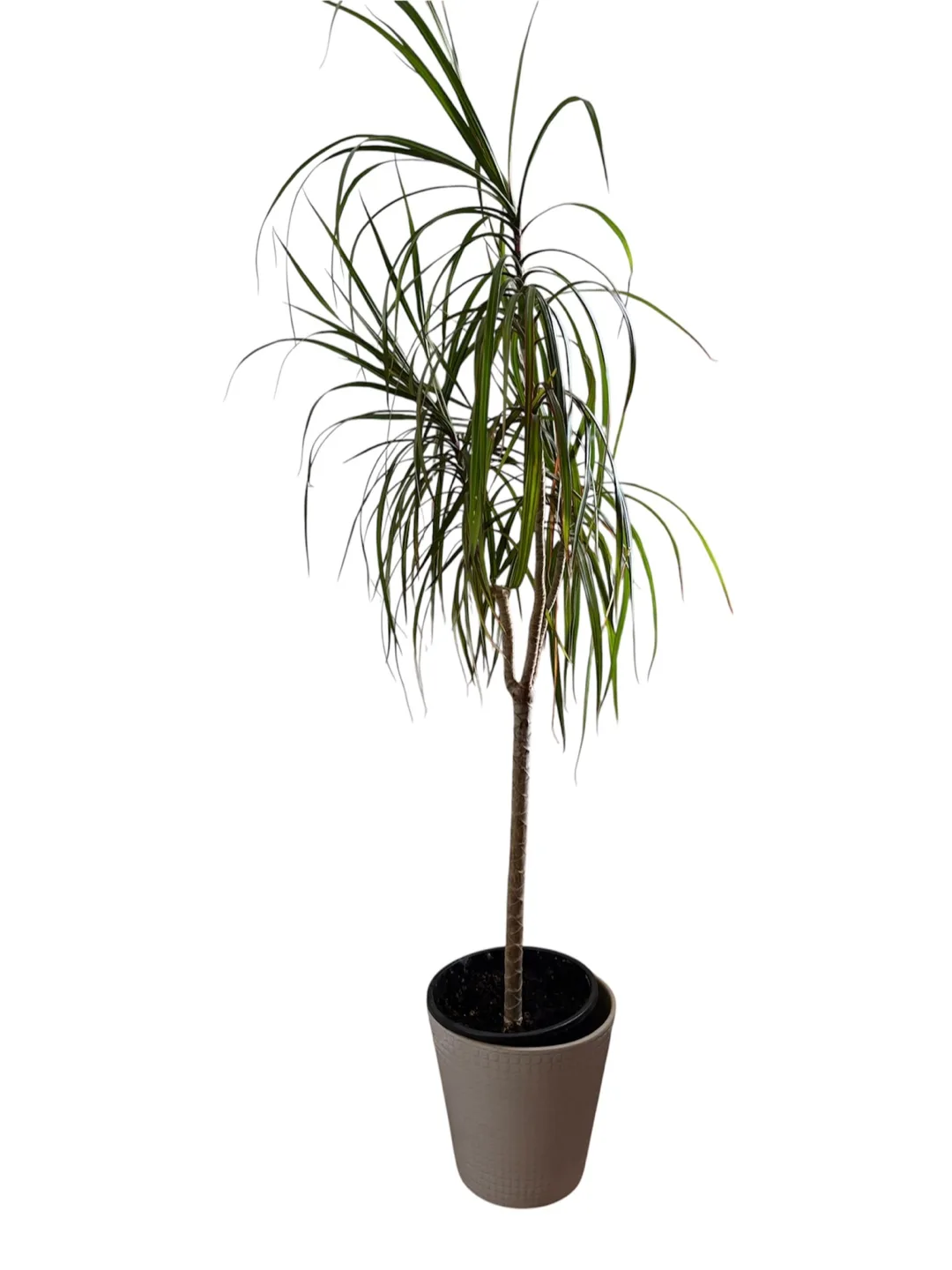 Dracaena Marginata Plant with Plant Pot thumbnail
