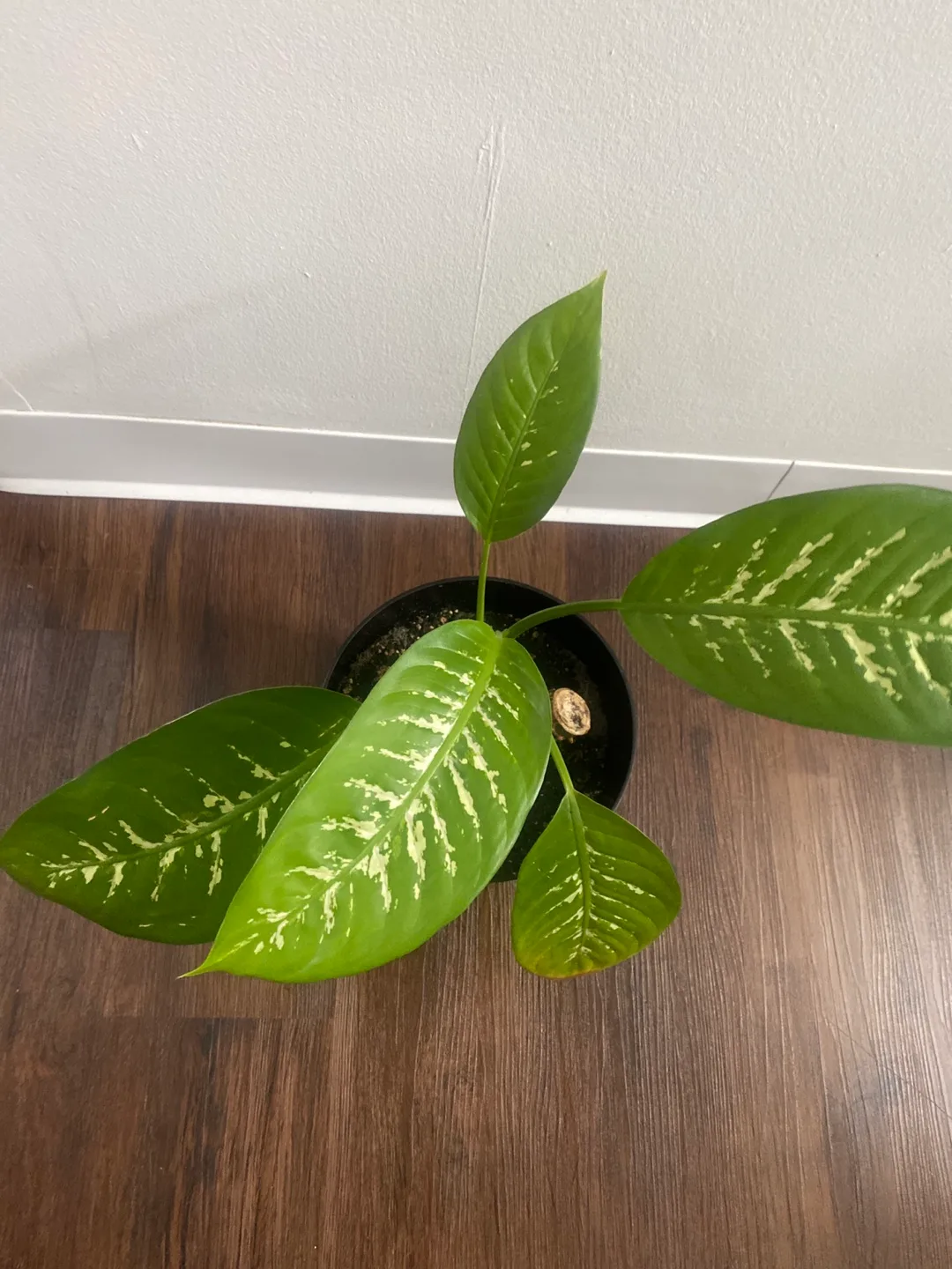 Potted Dieffenbachia Plant thumbnail