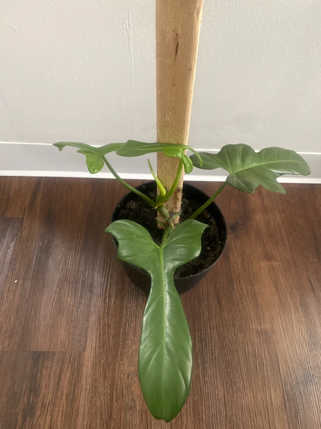 Potted Philodendron Plant thumbnail