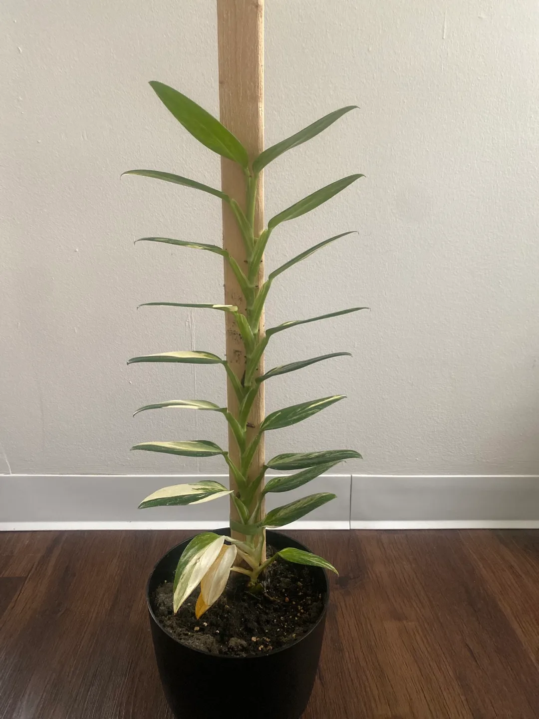 Potted Epipremnum Pinnatum Albo Variegata Plant thumbnail