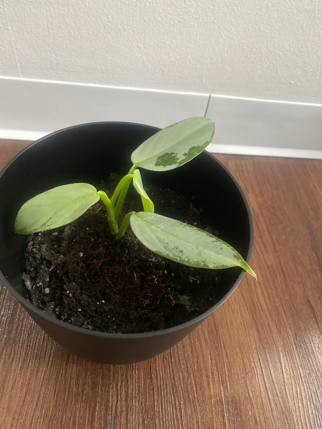 Potted Plant thumbnail