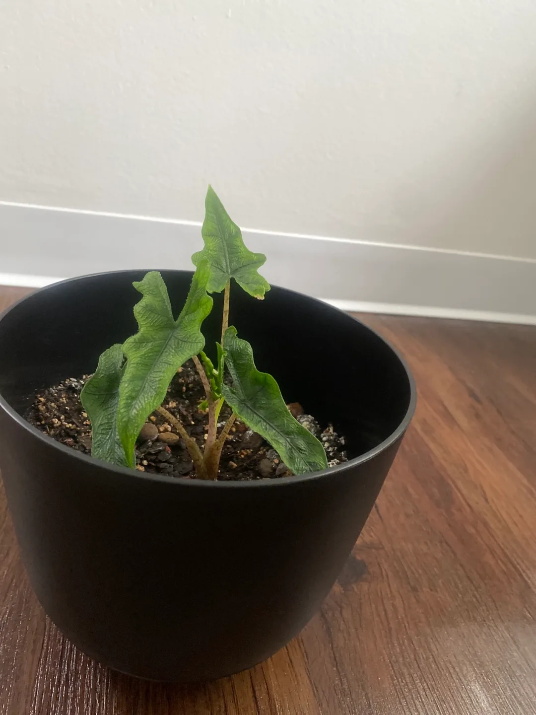 Alocasia Plant in Black Pot thumbnail