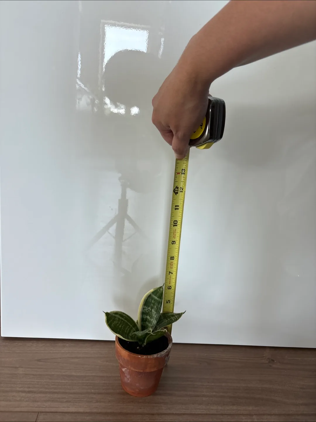 Small Snake Plant in Terracotta Pot thumbnail