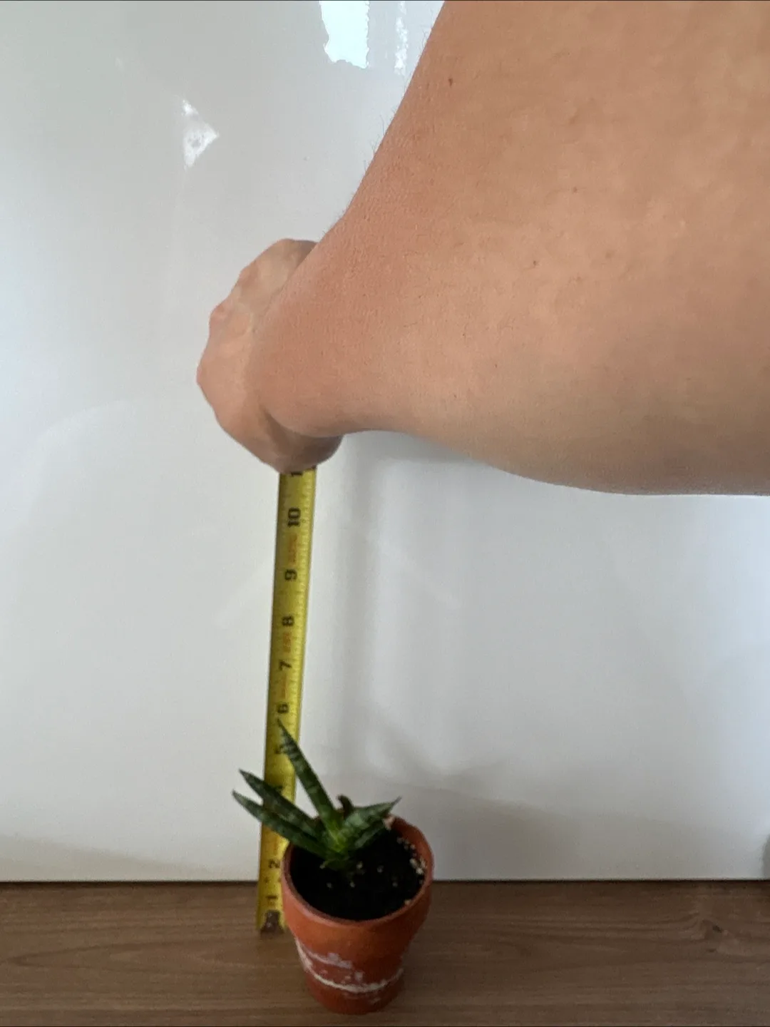 Sansevieria Cylindrica Starfish Snake Plant thumbnail