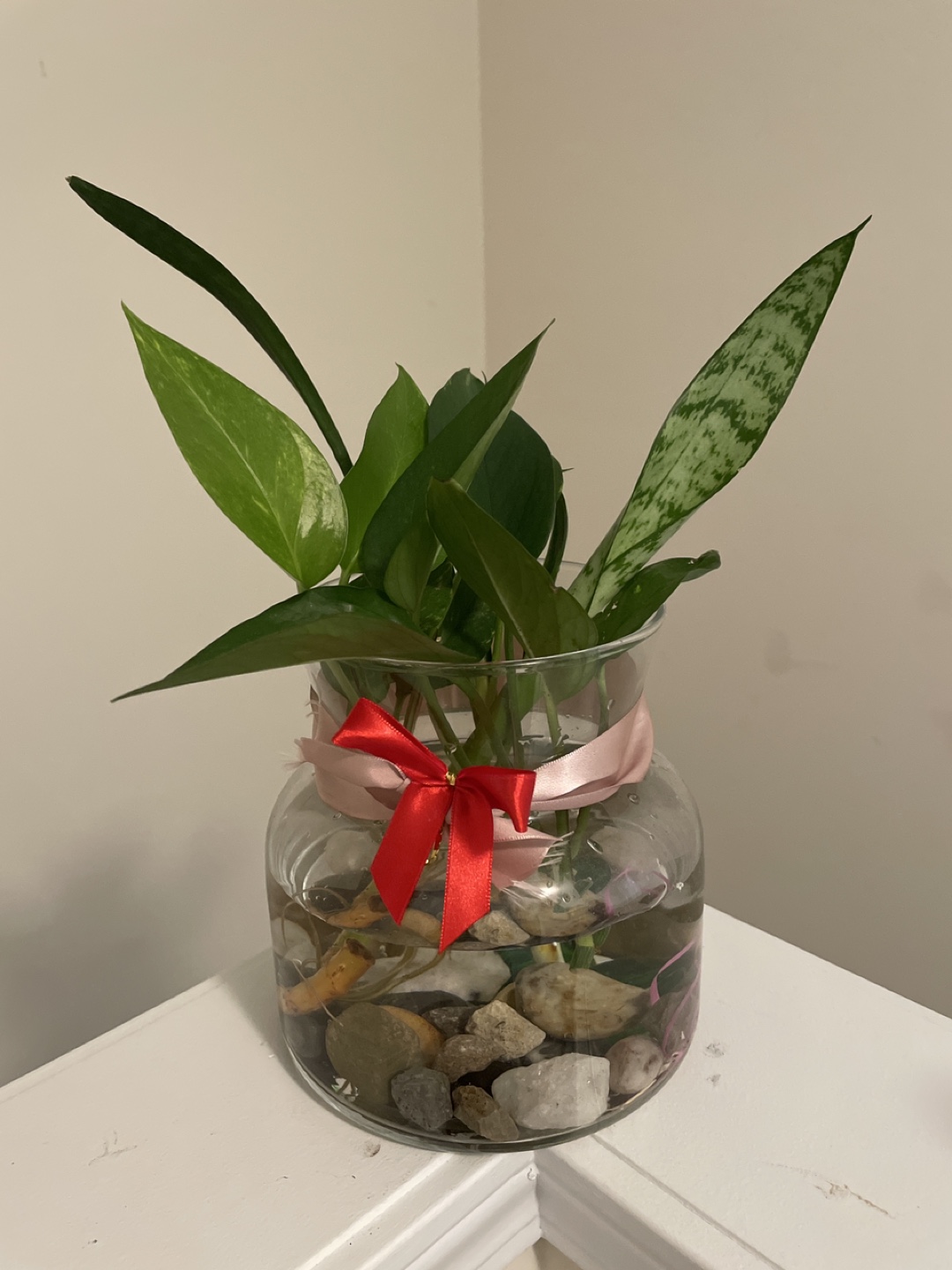 Water propagation plants with big glass vase