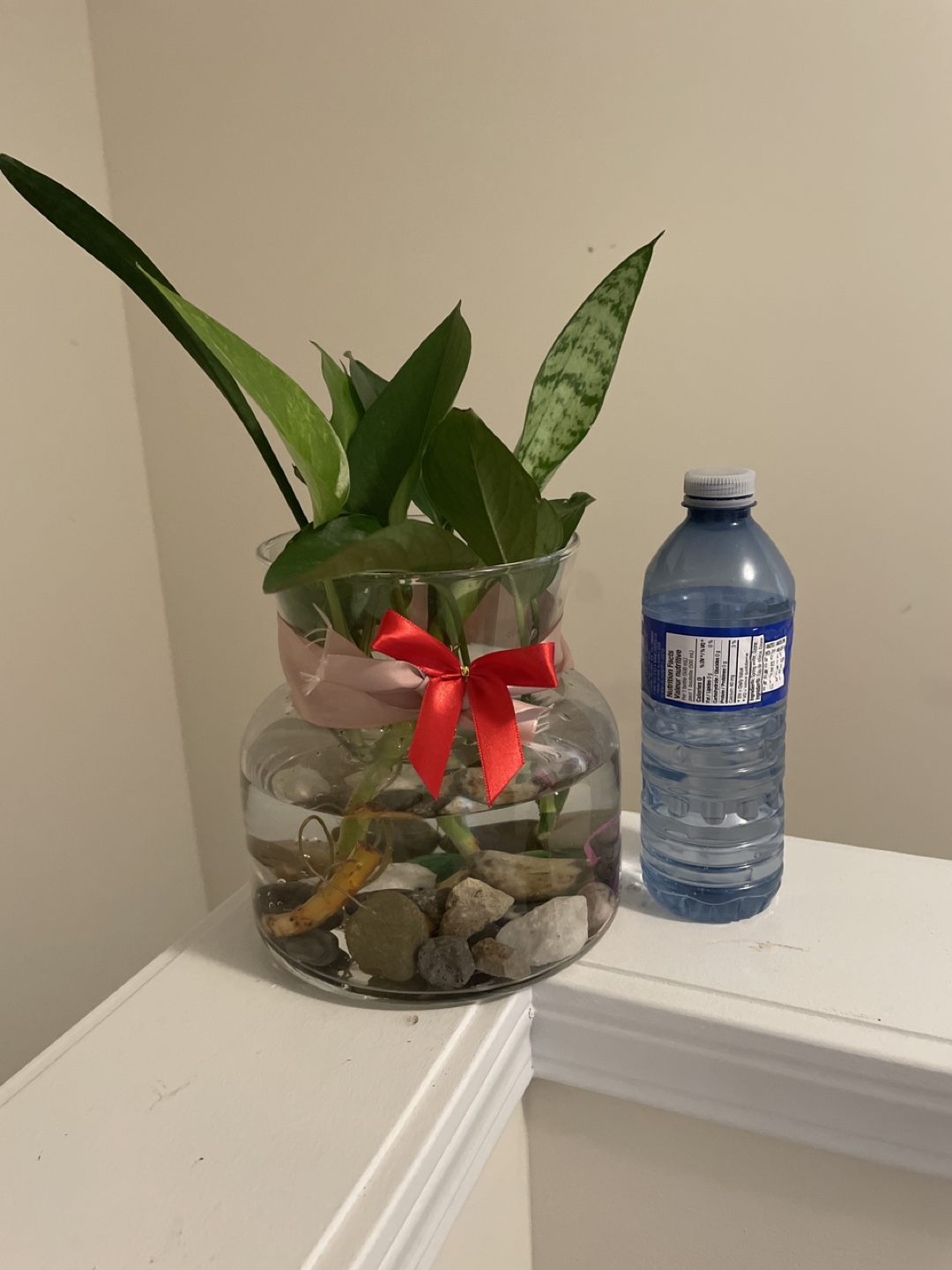 Water propagation plants with big glass vase - photo 3