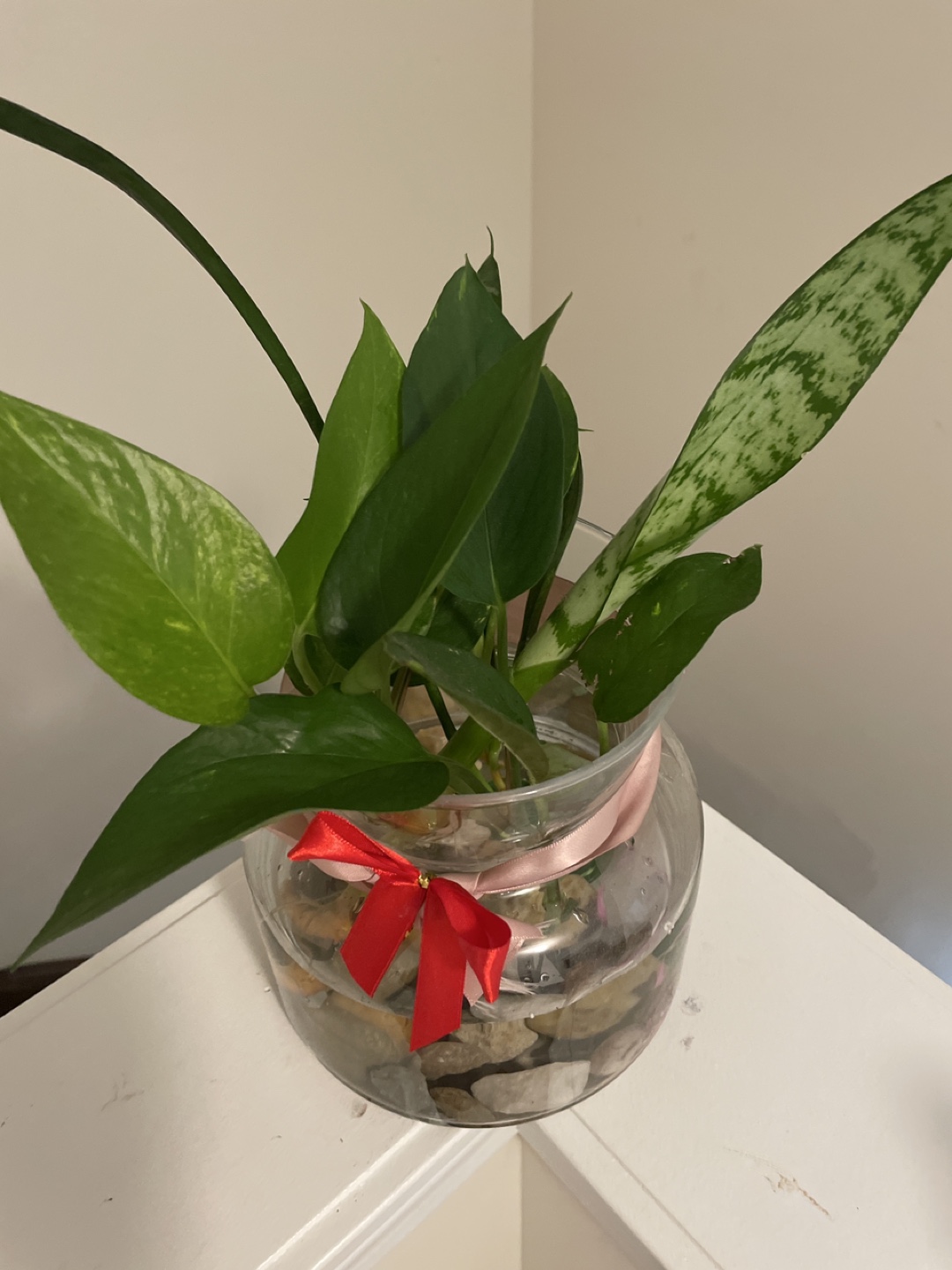 Water propagation plants with big glass vase - photo 2