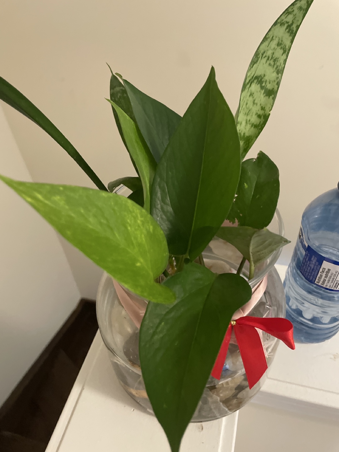Water propagation plants with big glass vase - photo 4
