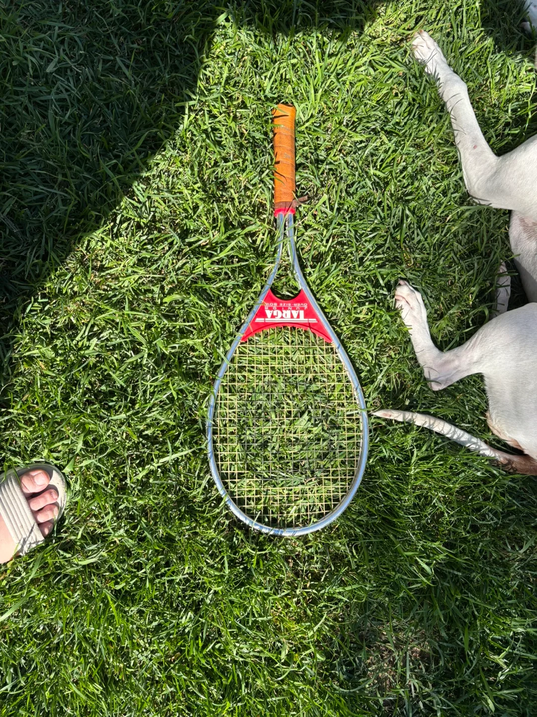 Targa Over-Size Bow Tennis Racquet thumbnail